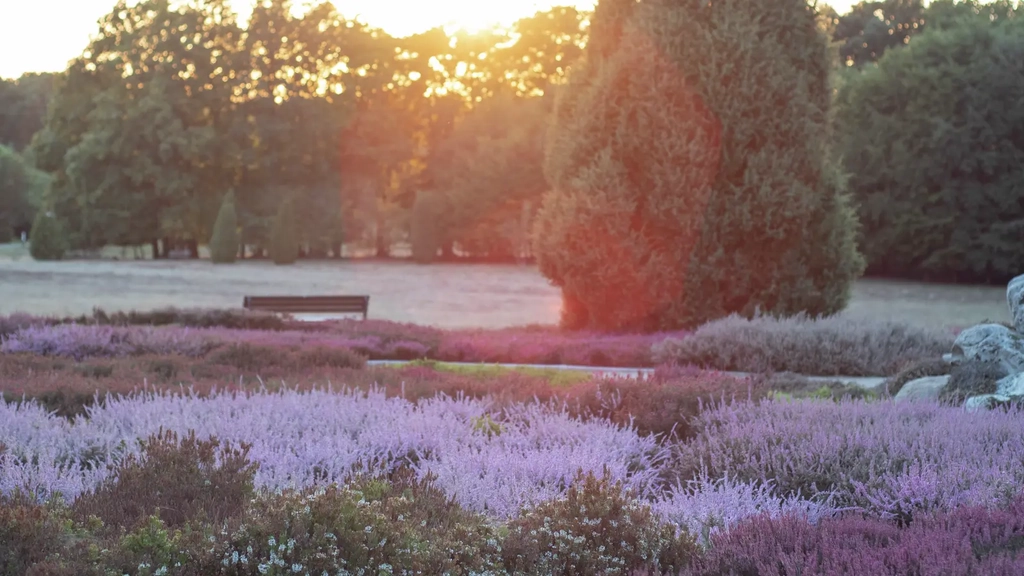 Landschaft in Schneverdingen