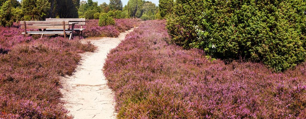 heidelandschaft bei Schneverdingen