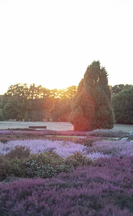 Landschaft in Schneverdingen